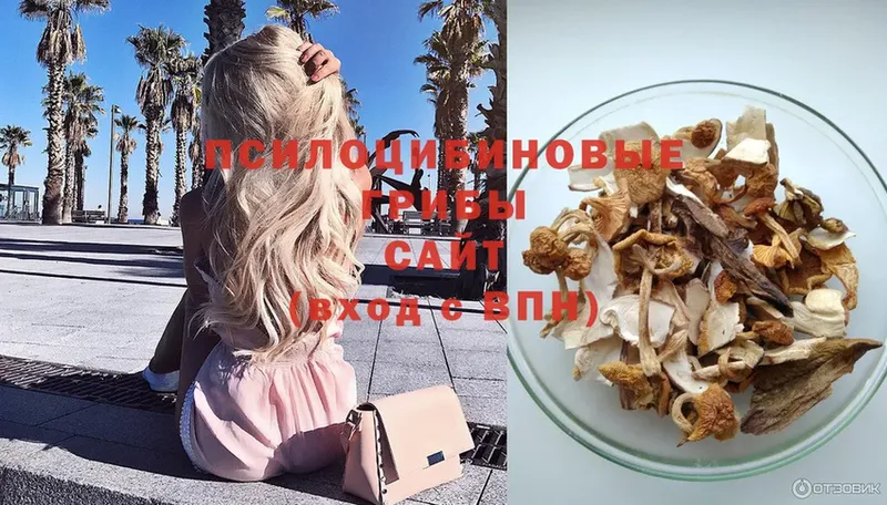 Галлюциногенные грибы Psilocybe  Великий Устюг 